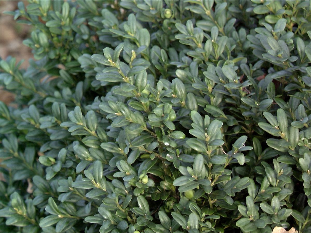 Buchsbaum Blauer Heinz
