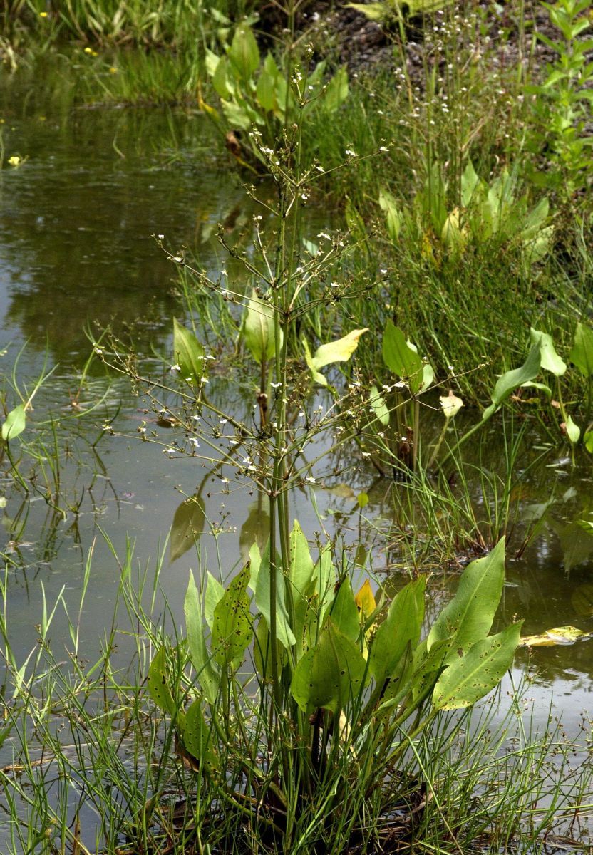 Froschlöffel, Wasserwegerich Froschlöffel, Wasserwegerich