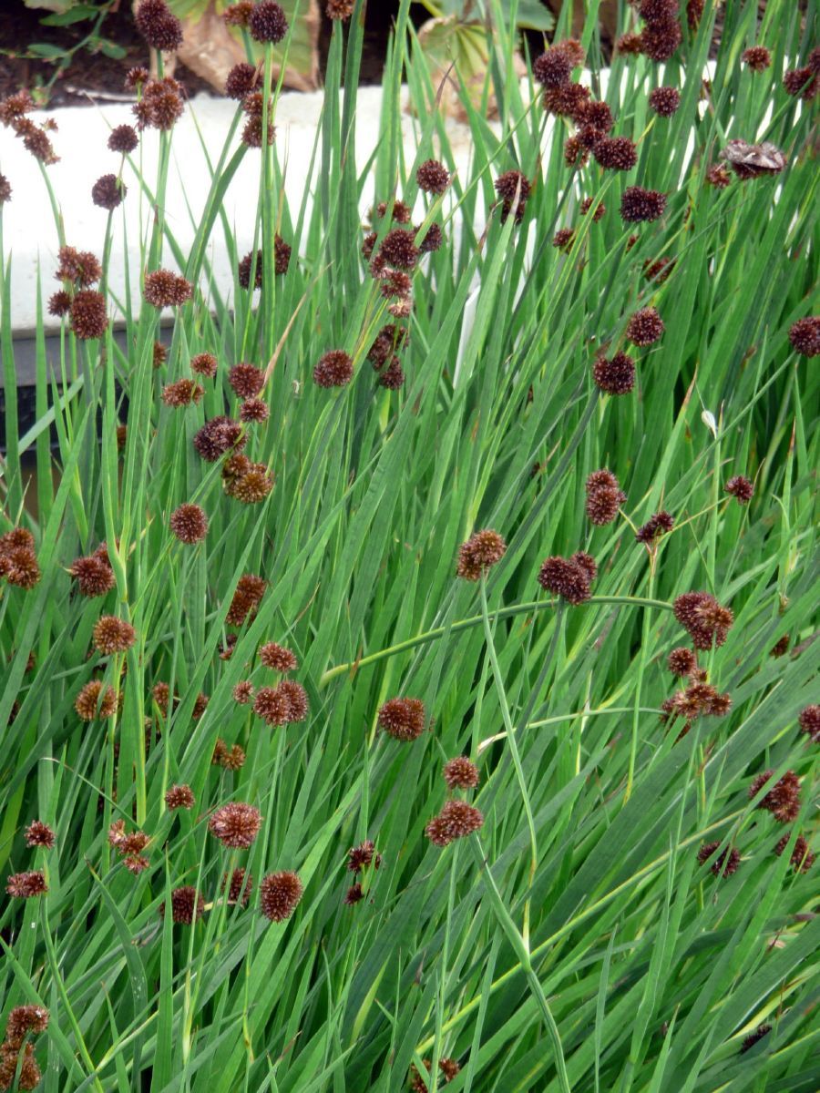 Schwertblättrige Binse Schwertblättrige Binse