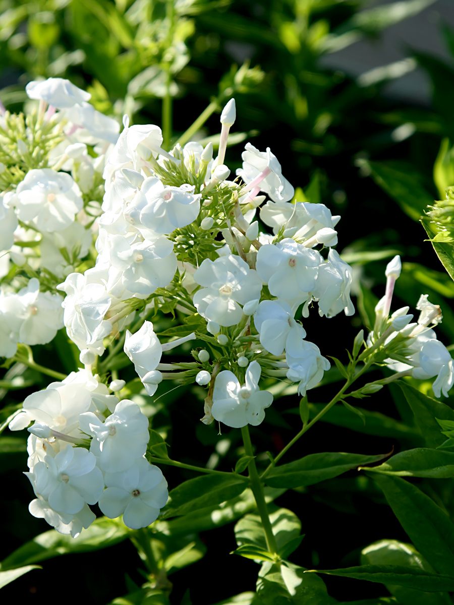 Flammenblume David Flammenblume David