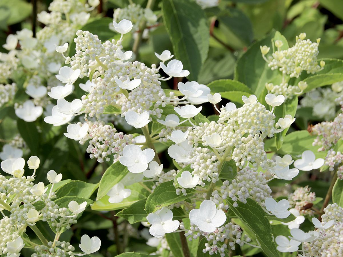 Rispenhortensie Prim White®