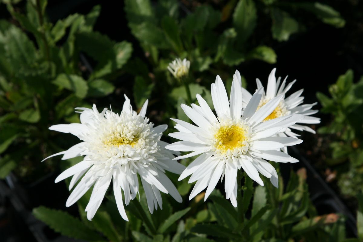 Sommermargerite Christine Hagemann Sommermargerite Christine Hagemann