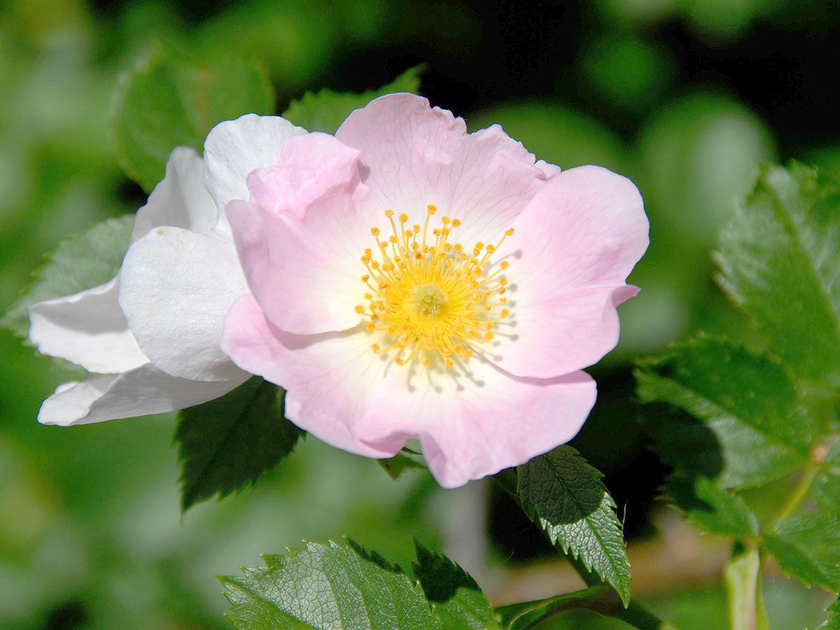 Hundsrose
