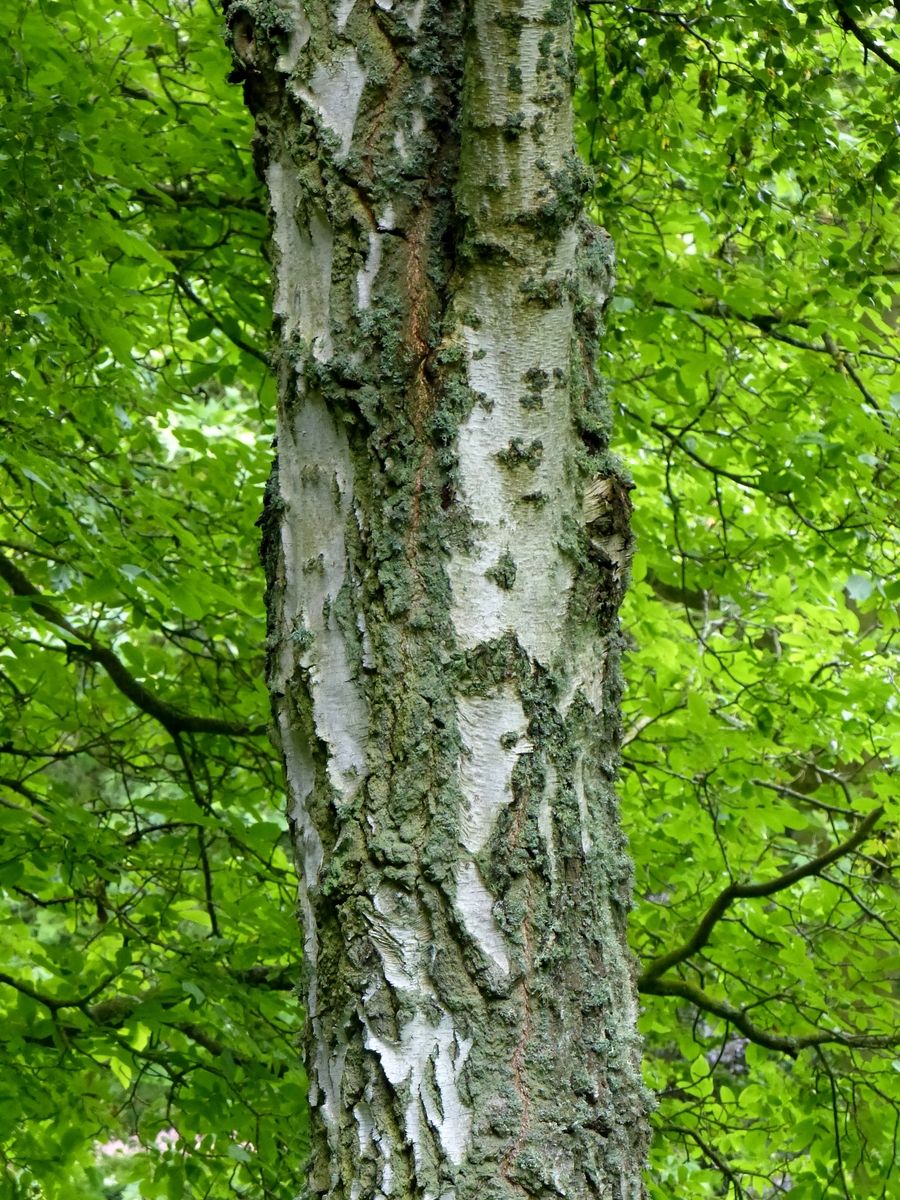 Weissbirke