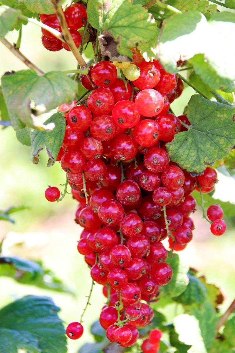 Johannisbeere Haronia (S)