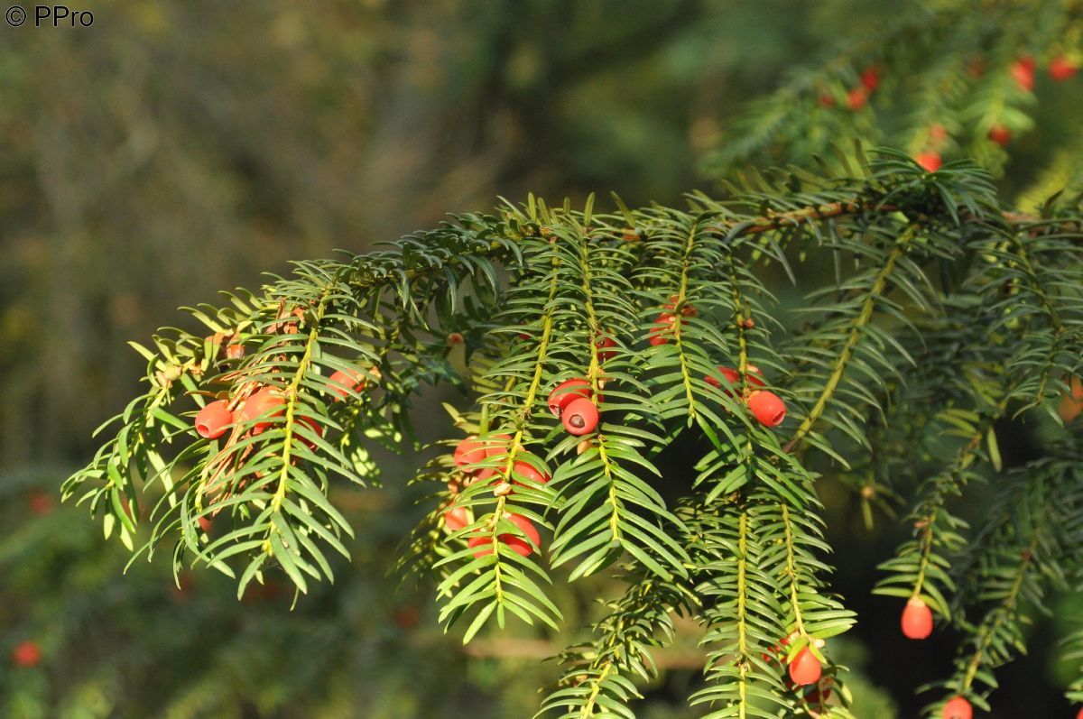 Adlerschwingeneibe Dovastoniana Adlerschwingeneibe Dovastoniana