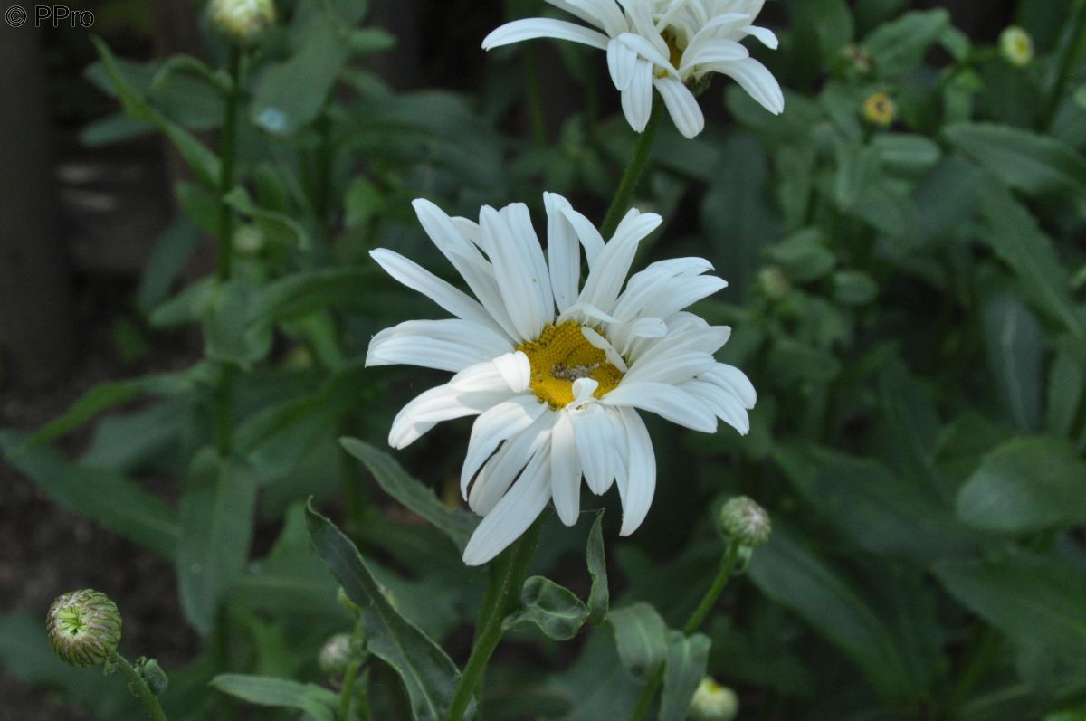 Sommermargerite Polaris