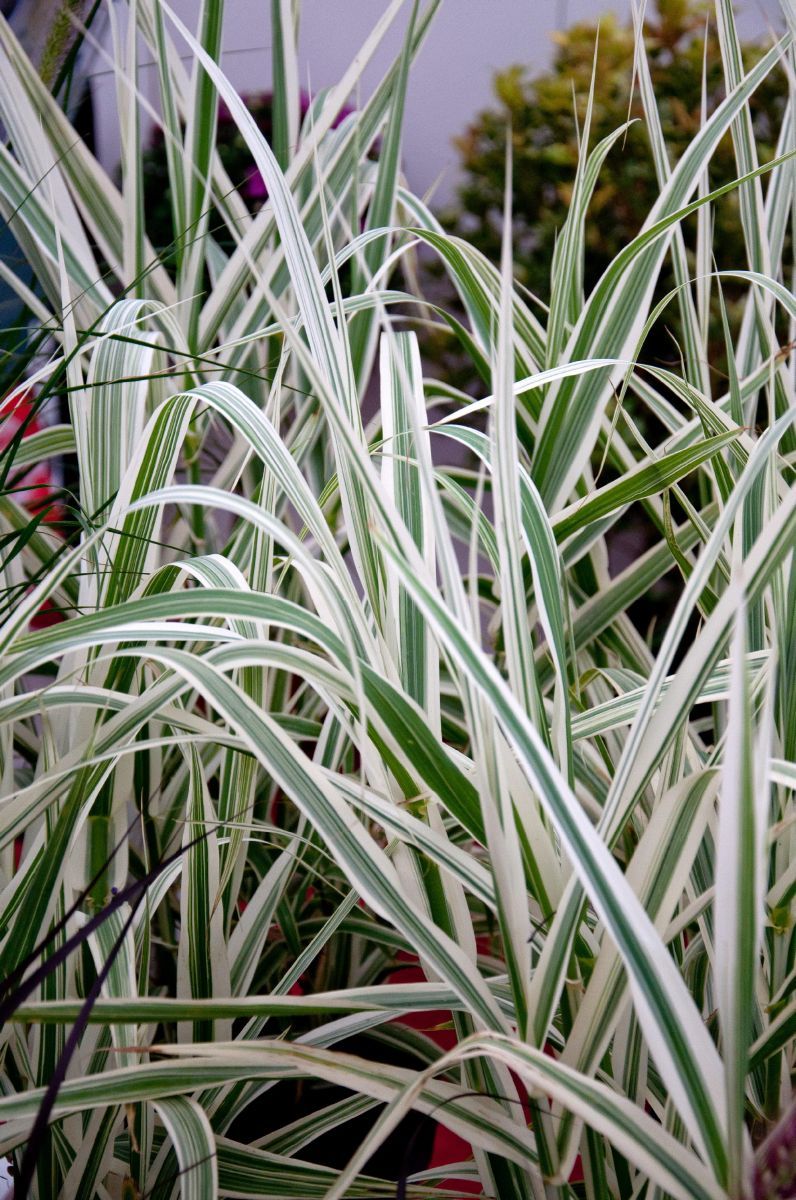 Weissbuntes Riesenschilf Versicolor