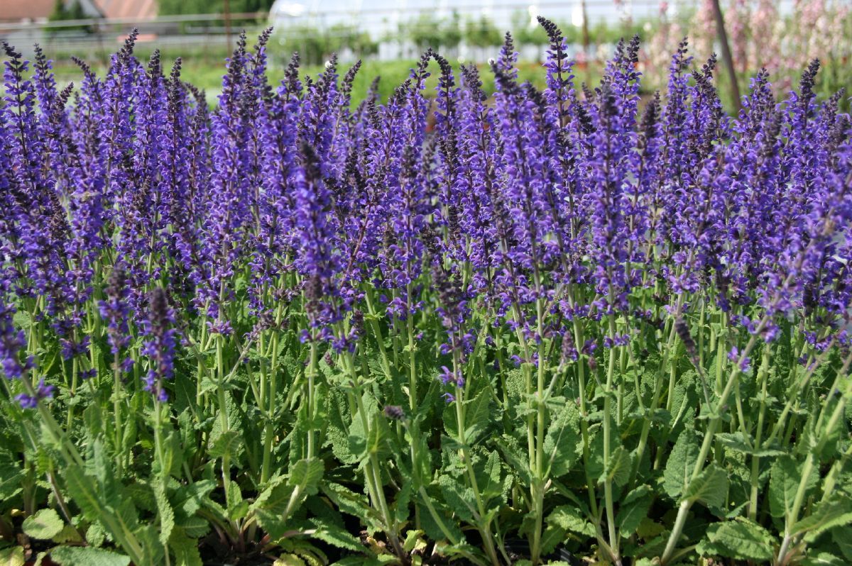 Steppensalbei, Sommersalbei Blaukönigin