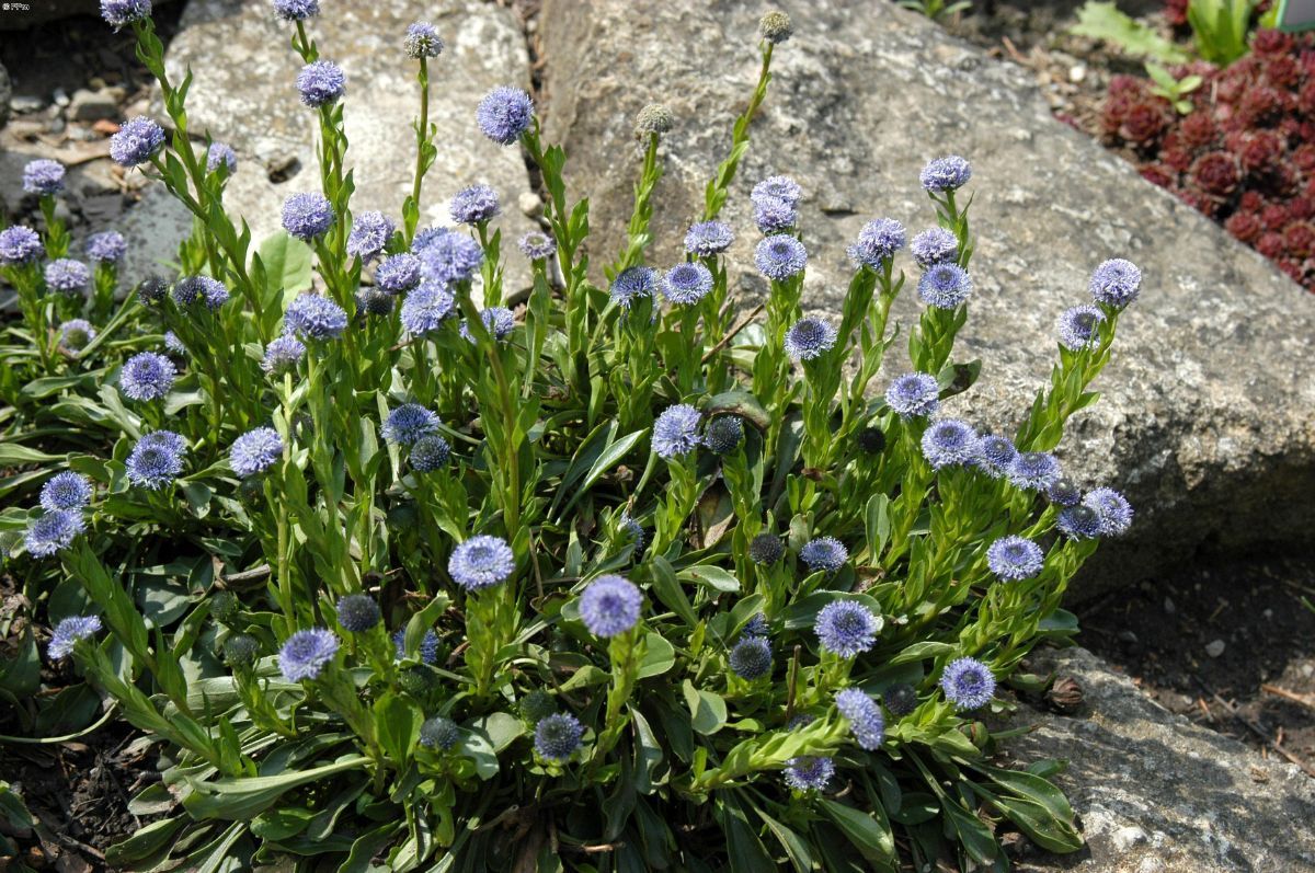 Gemeine Kugelblume