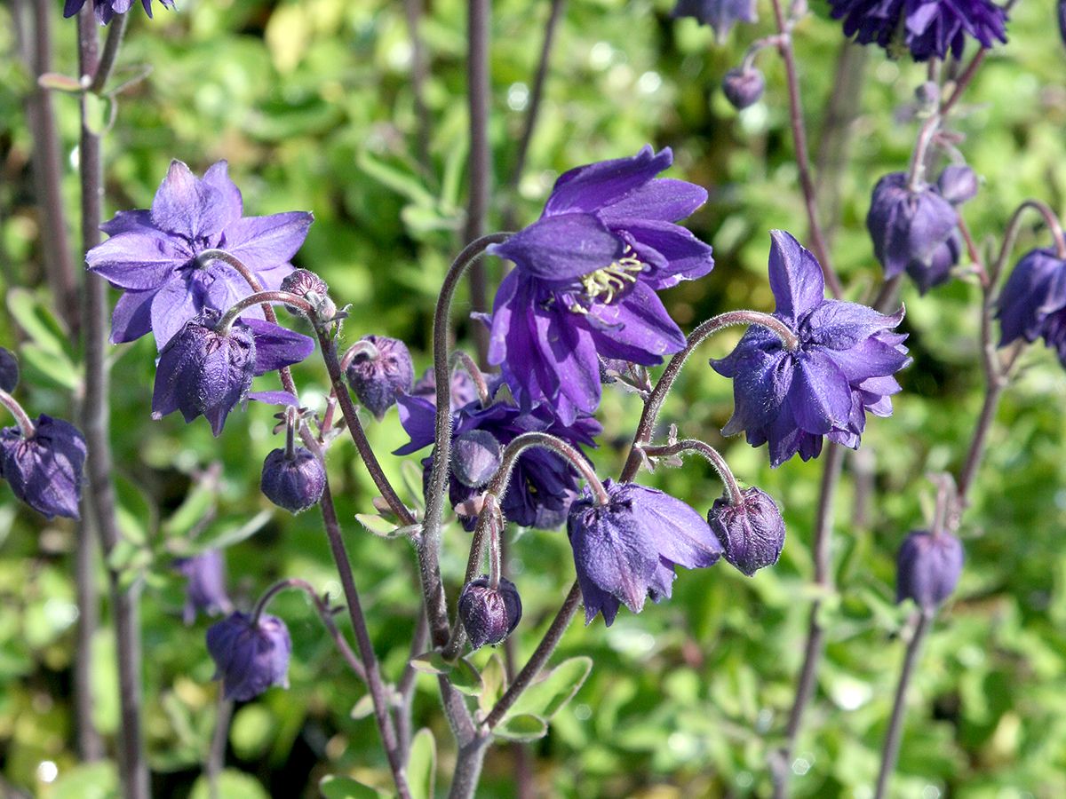 Gewöhnliche Akelei Blue Barlow