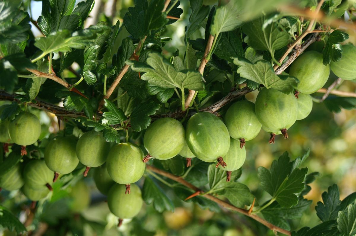 Invicta Stachelbeere (anspruchslos) Invicta Stachelbeere (anspruchslos)