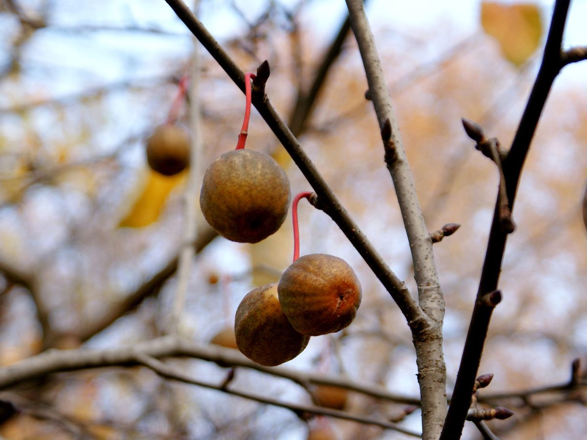 Taschentuchbaum, Taubenbaum Taschentuchbaum, Taubenbaum