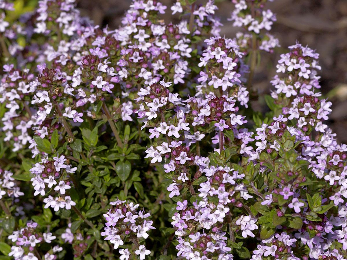 Polsterthymian Pseudolanuginosus