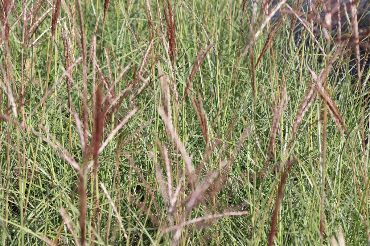 Chinaschilf Red Chief