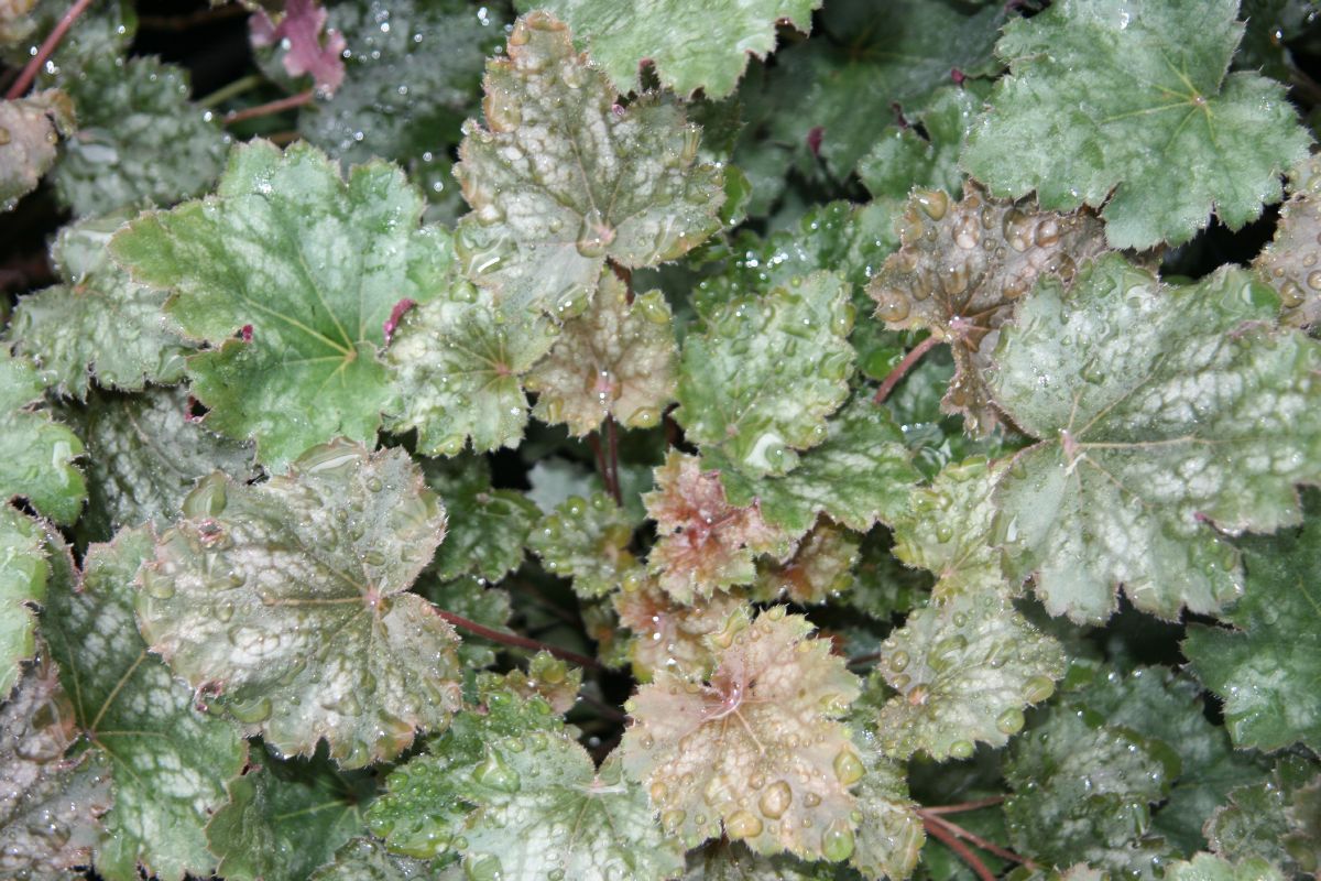 Purpurglöckchen Ebony & Ivory Purpurglöckchen Ebony & Ivory