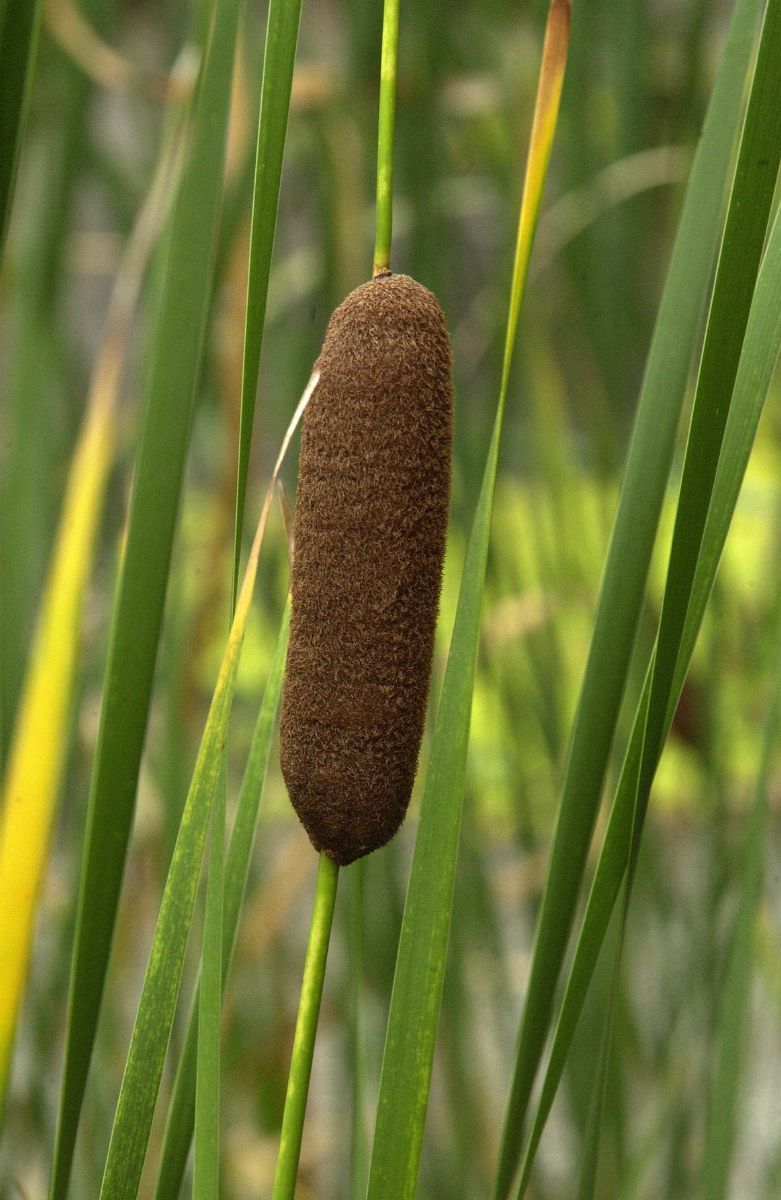 Schmalblättriger Rohrkolben Schmalblättriger Rohrkolben