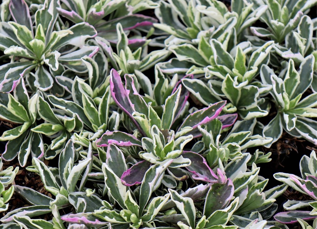 Weissbunte Gänsekresse Variegata