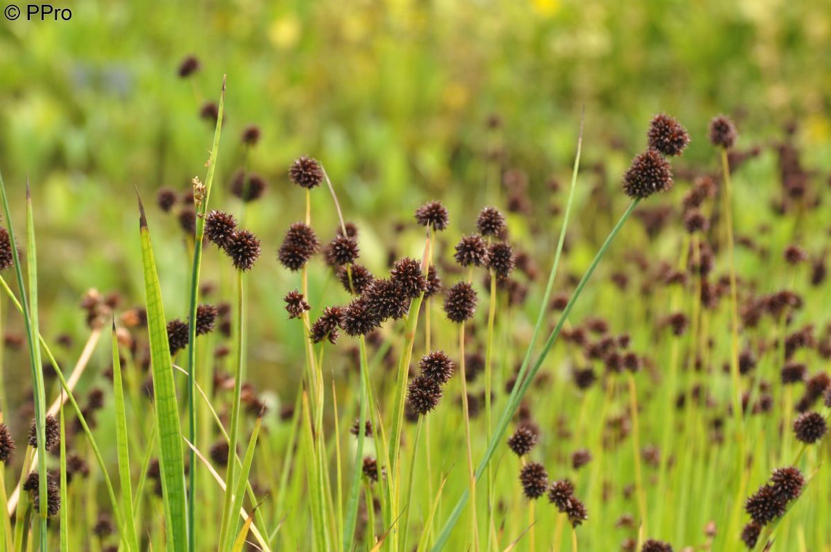 Schwertblättrige Binse Schwertblättrige Binse