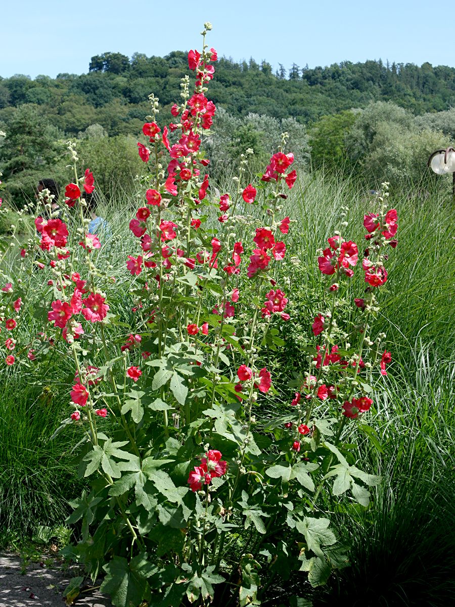 Feigenblättrige Stockrose
