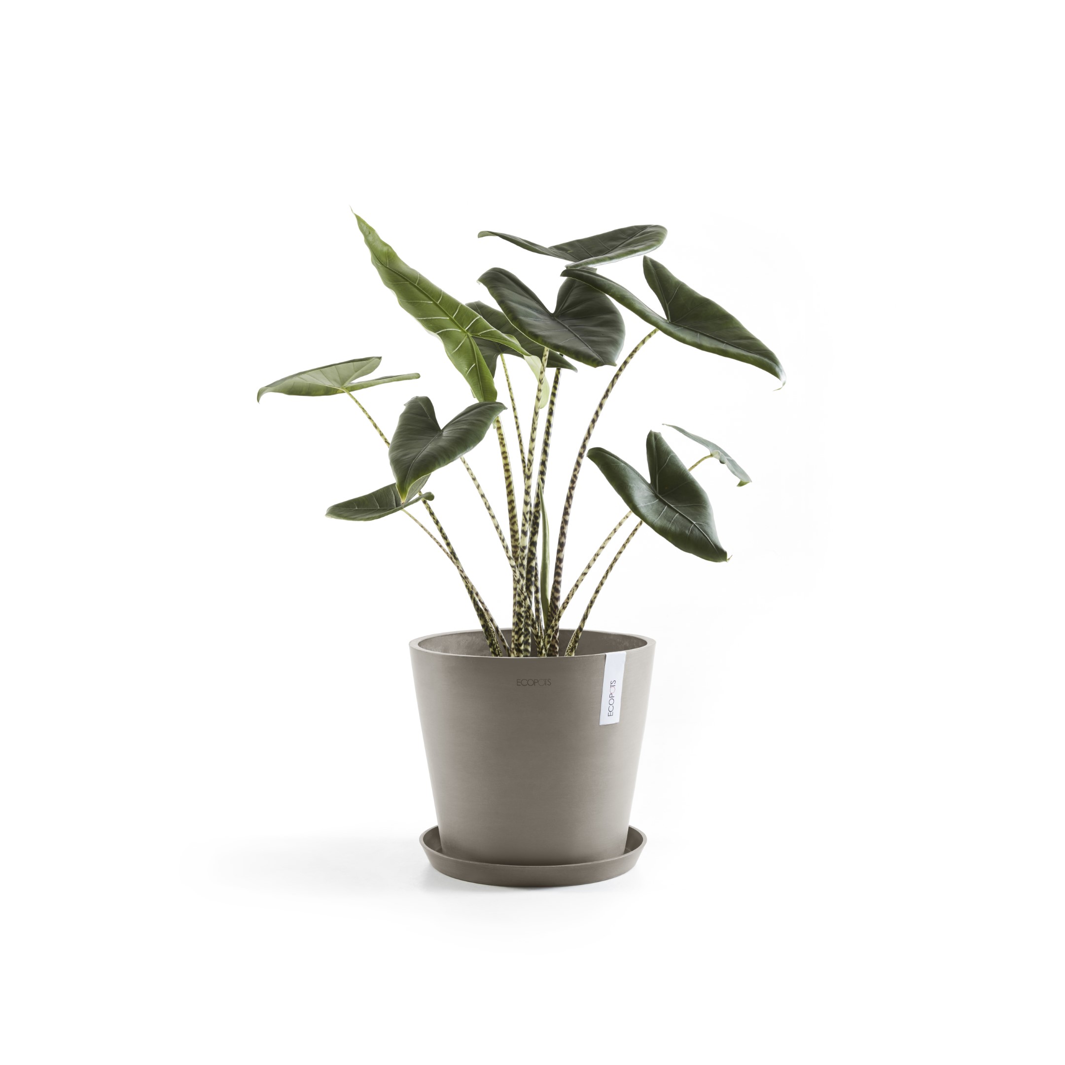 Ecopots Amsterdam