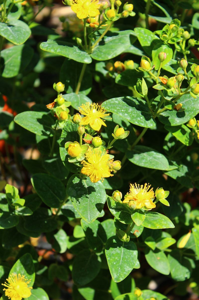 Johannisstrauch Magical Limelight Johannisstrauch Magical Limelight