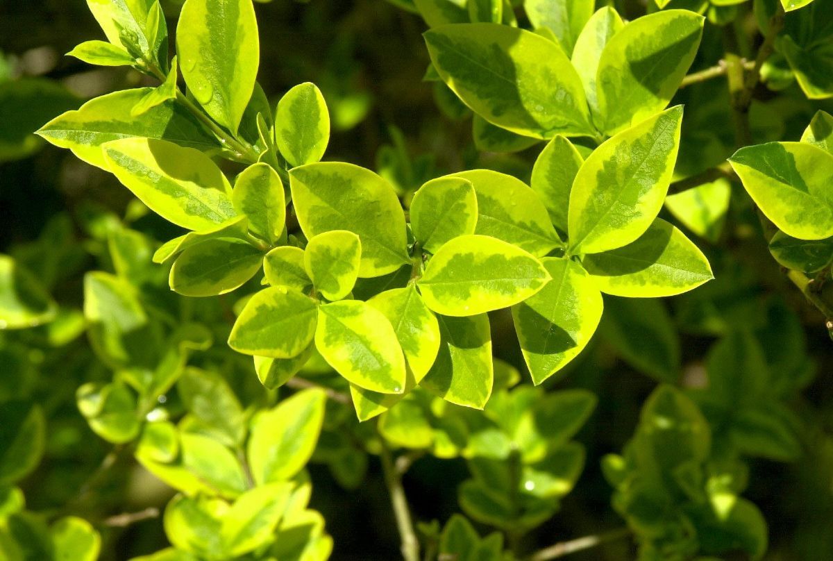 Goldliguster Aureum Goldliguster Aureum
