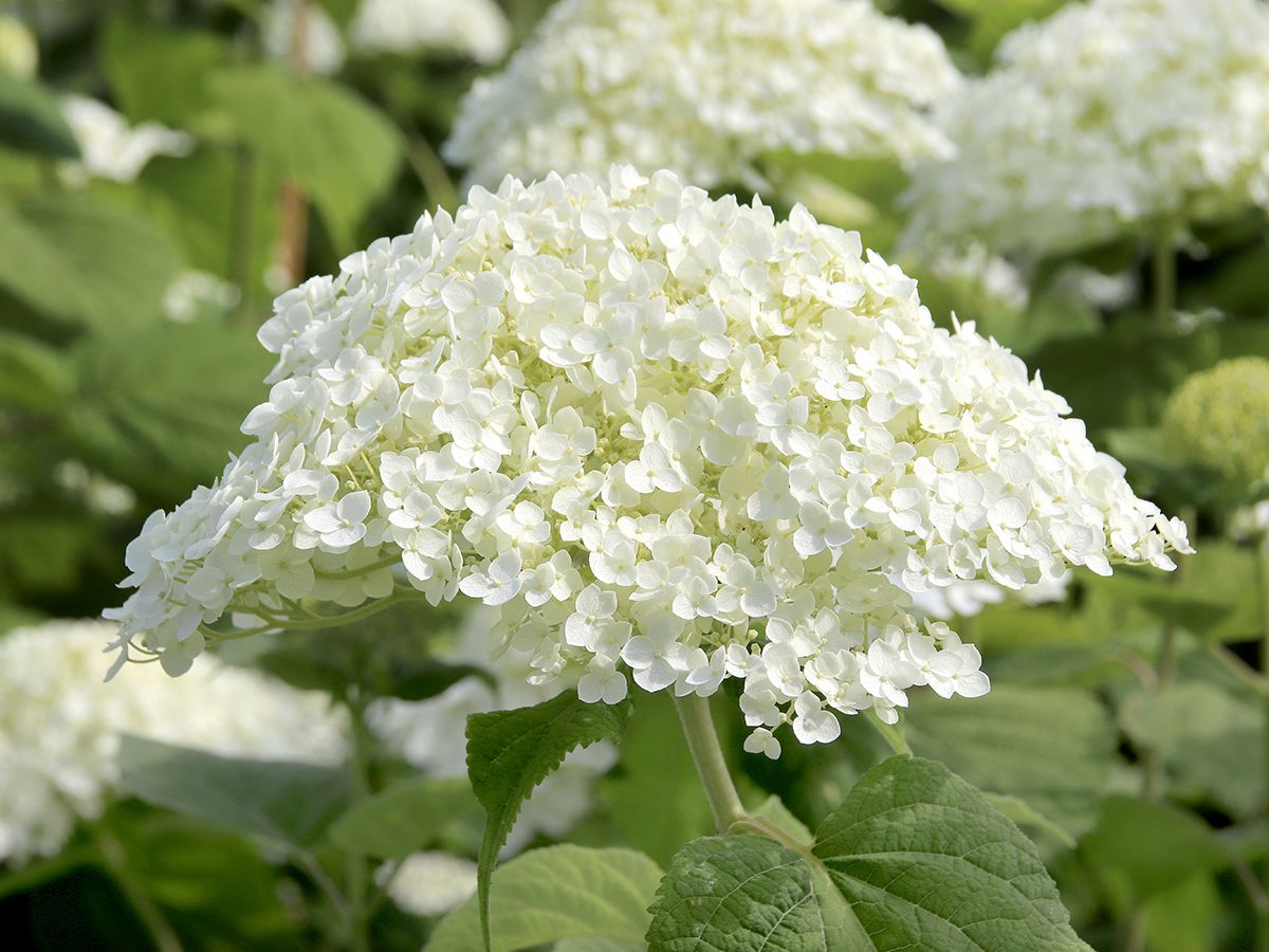 Schneeballhortensie Incrediball®