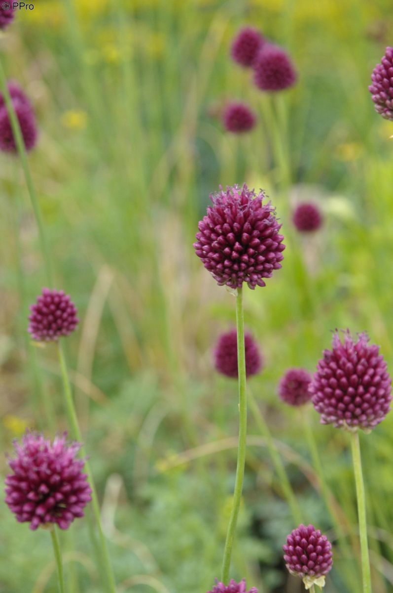 Kugellauch