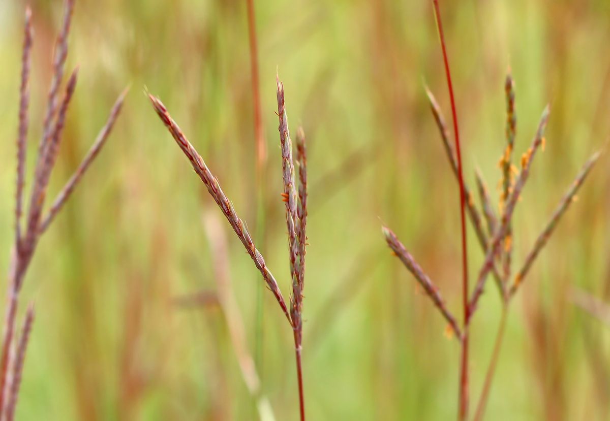 Präriegras JS Purple Konza