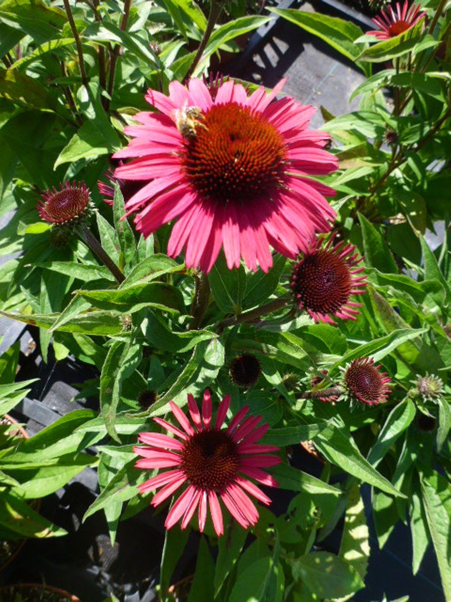 Sonnenhut SunSeekers Red, Echinacea SunSeekers Red Hauenstein AG
