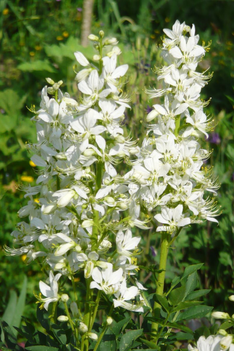 Diptam Albiflorus
