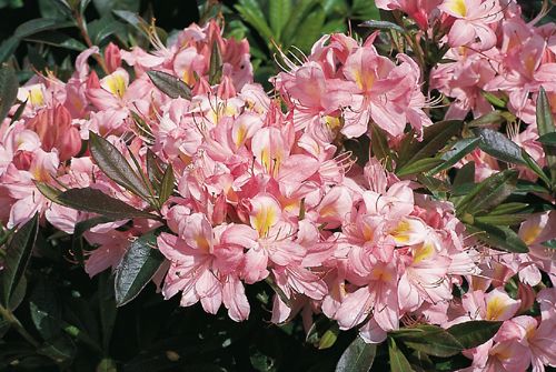 Duftazalee Juniduft