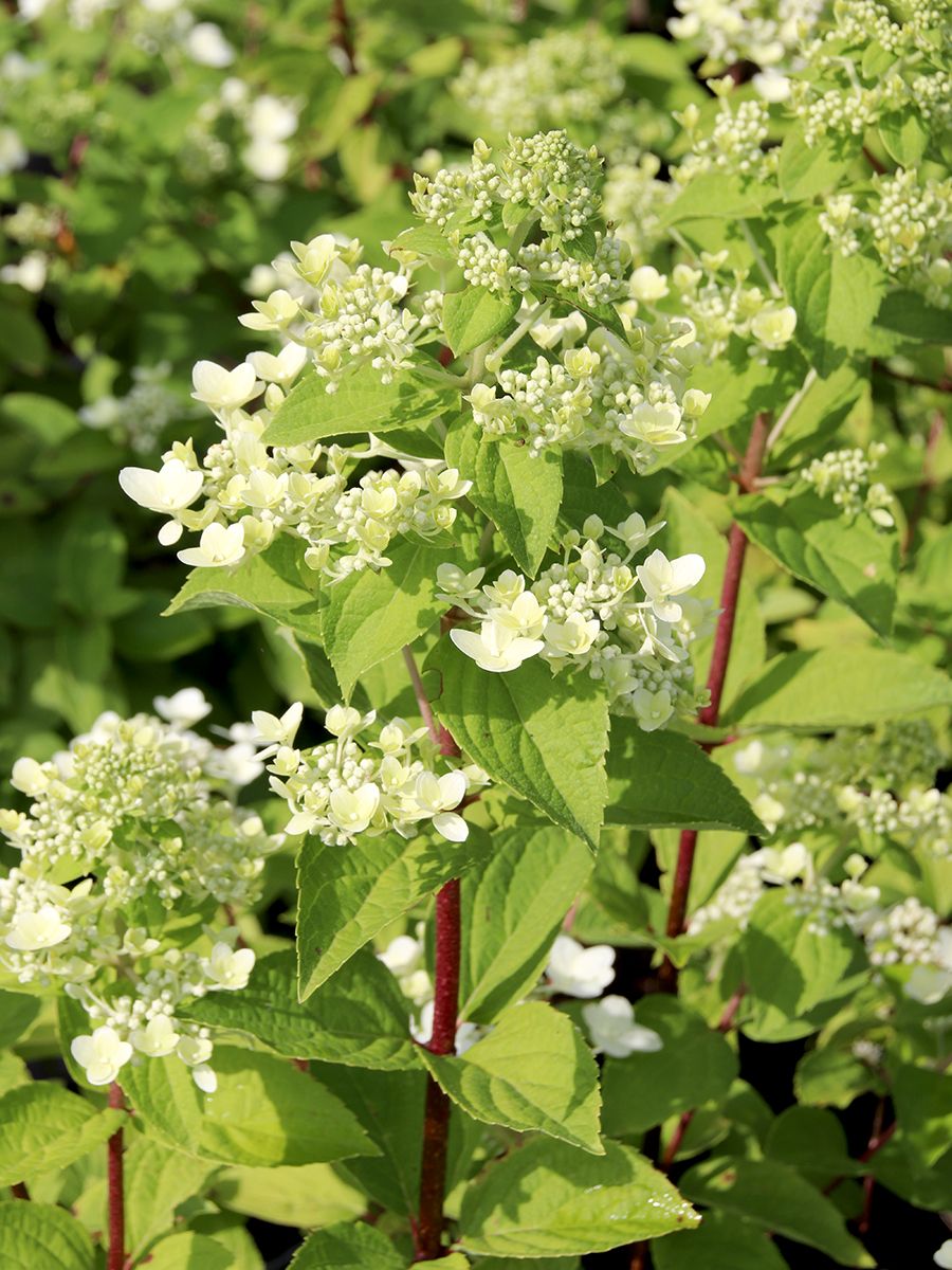 Rispenhortensie Mega Mindy® Rispenhortensie Mega Mindy®