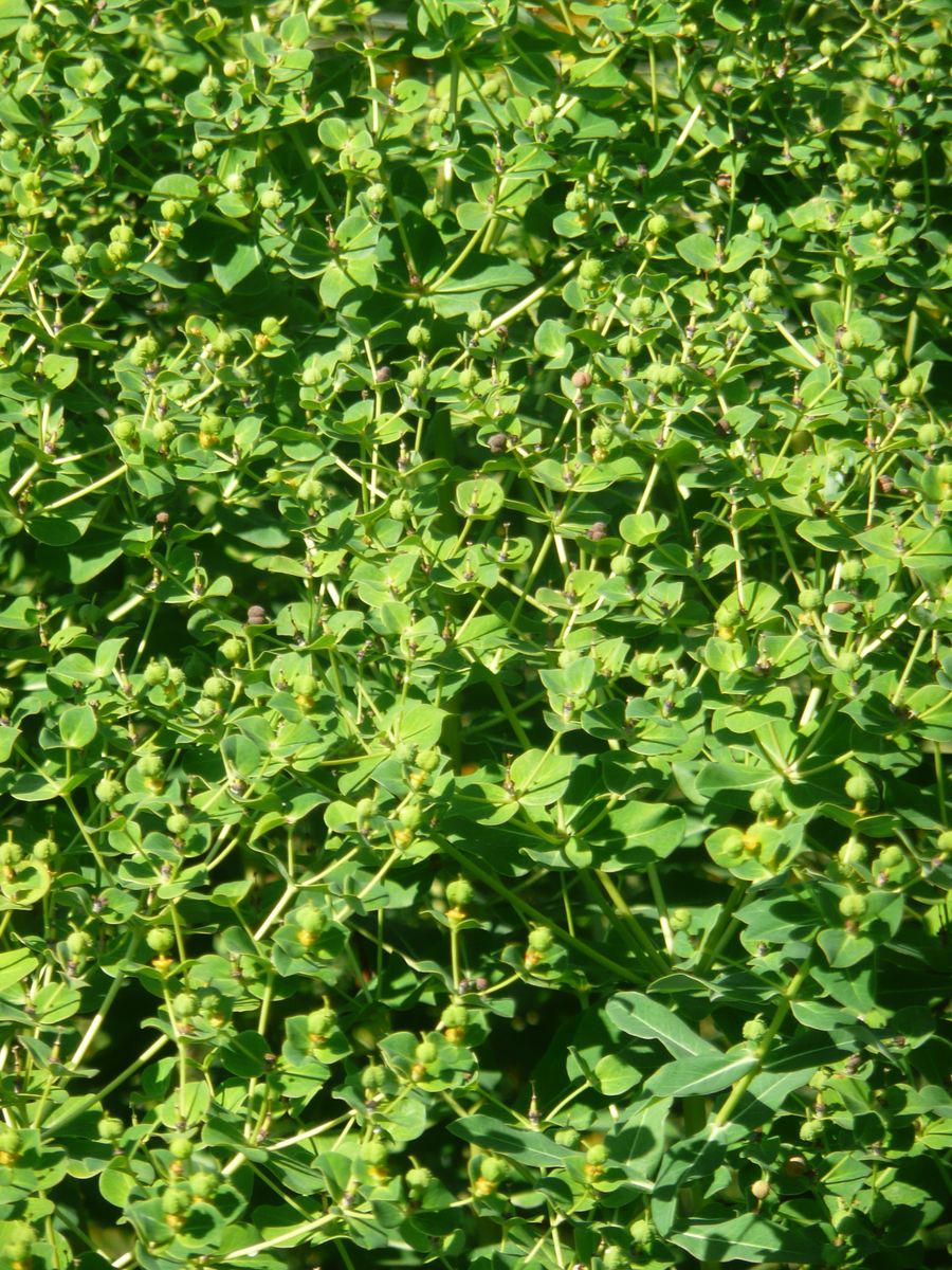 Hohe Wolfsmilch Goldener Turm