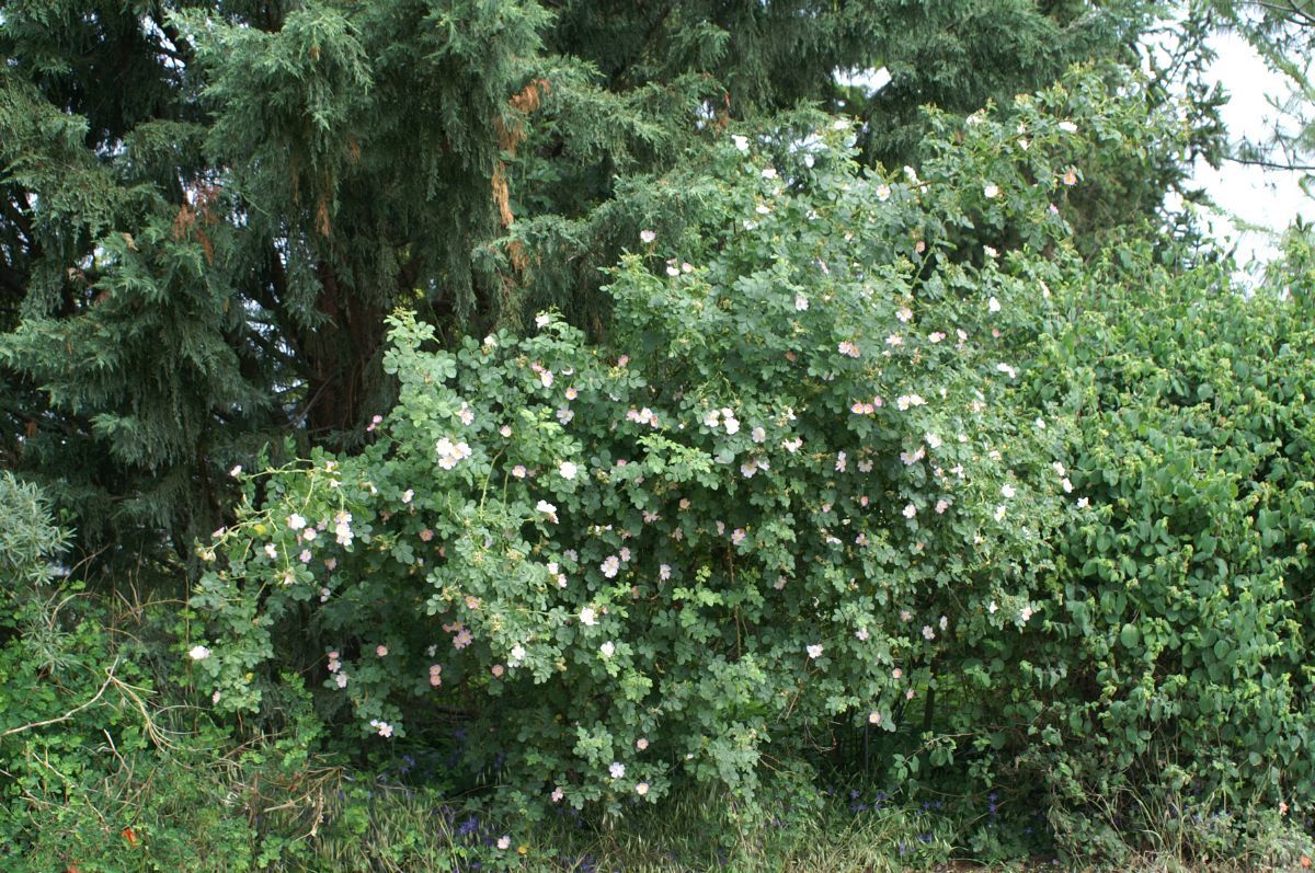 Weinrose Weinrose