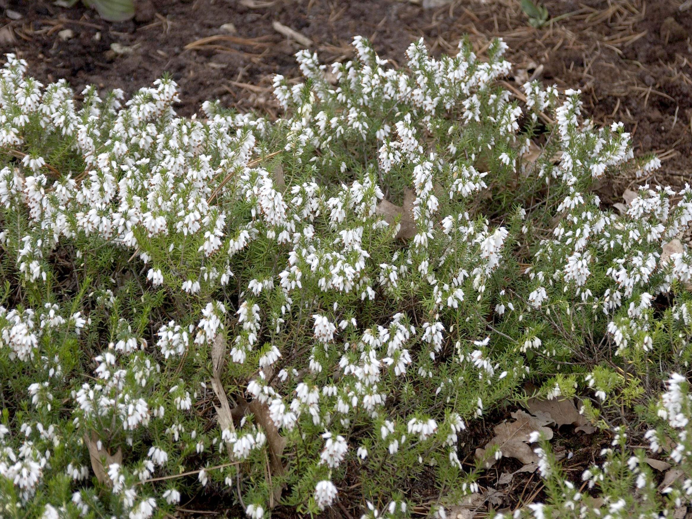 Schneeheide Schneekuppe Schneeheide Schneekuppe