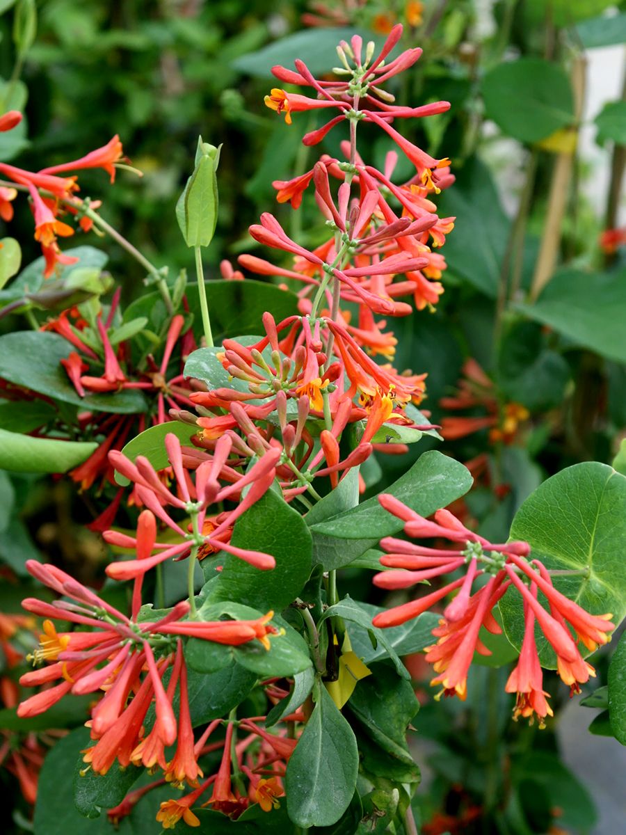 Geissblatt Dropmore Scarlet