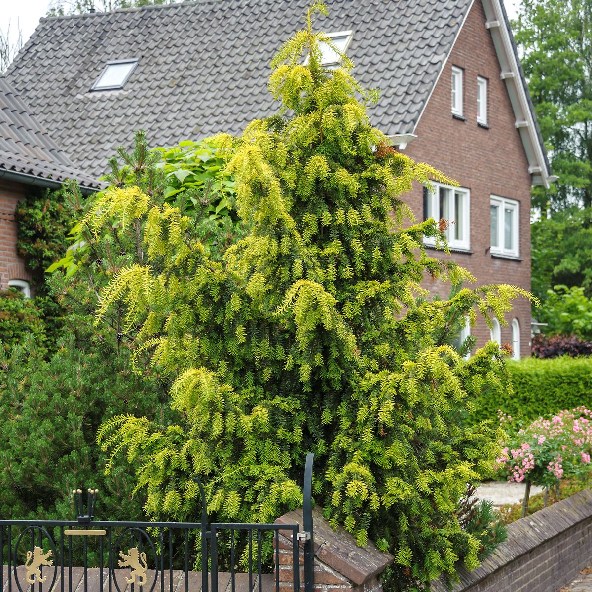 Gelbe Adlerschwingeneibe Dovastonii Aurea