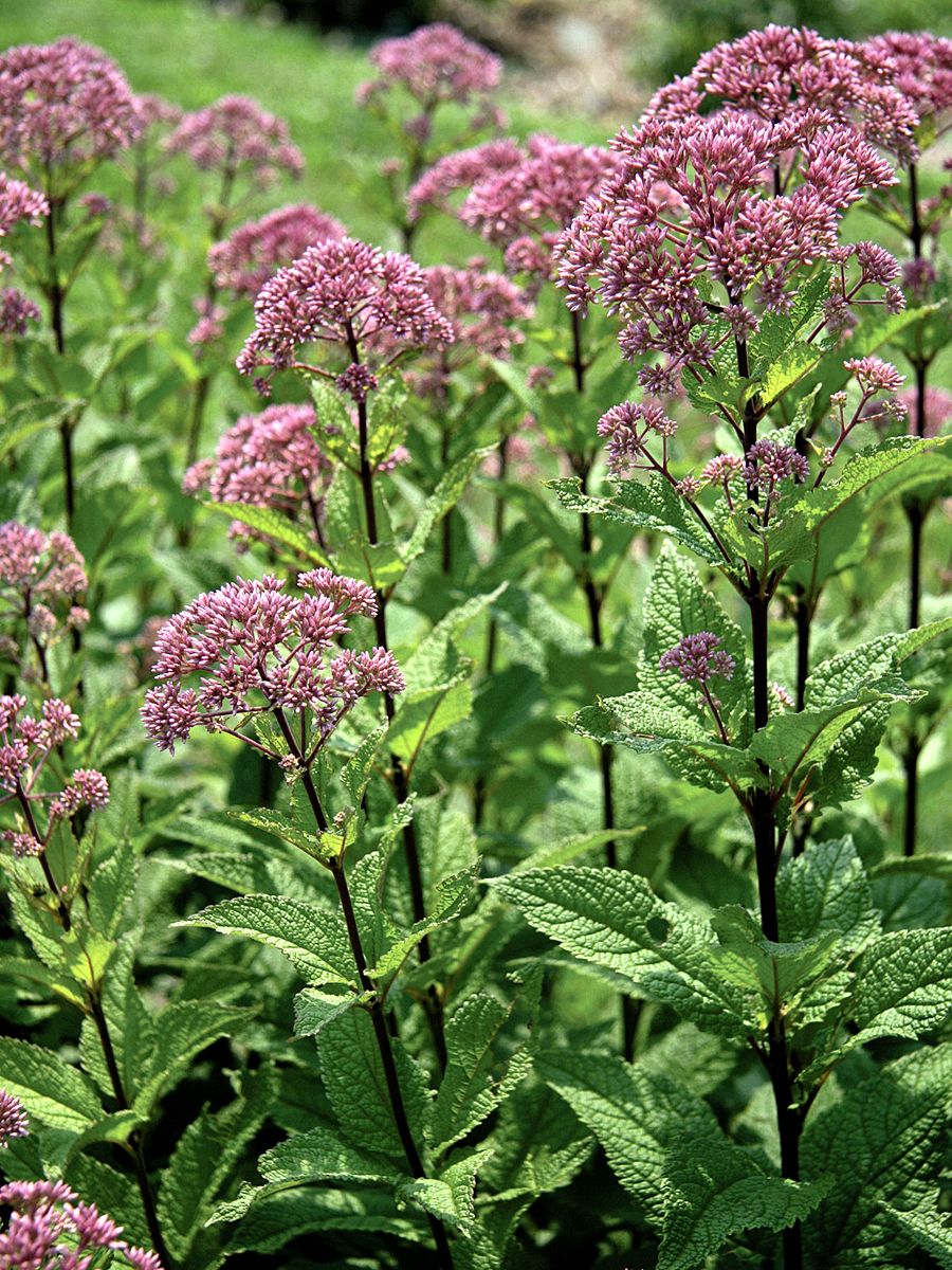 Wasserdost Baby Joe Wasserdost Baby Joe