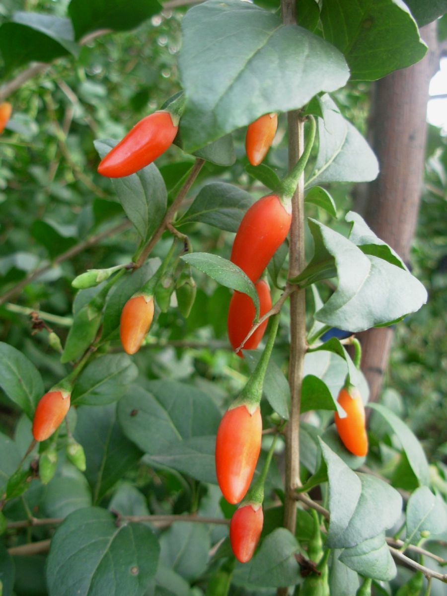 Goijbeere Big Lifeberry®