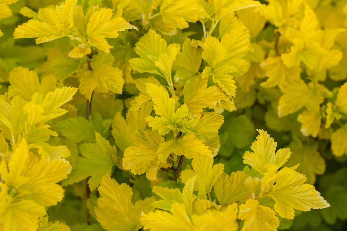 Blasenspiere Angel Gold®