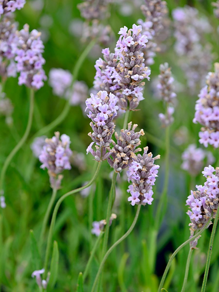 Lavendel Miss Katherine