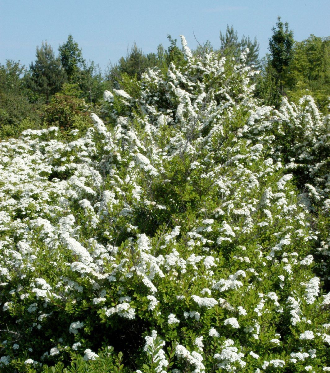 Spierstrauch Snowmound