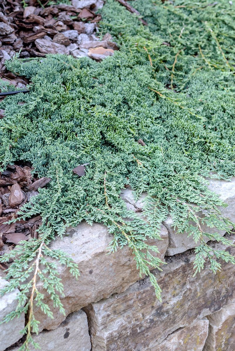 Kriechwacholder Icee Blue Kriechwacholder Icee Blue