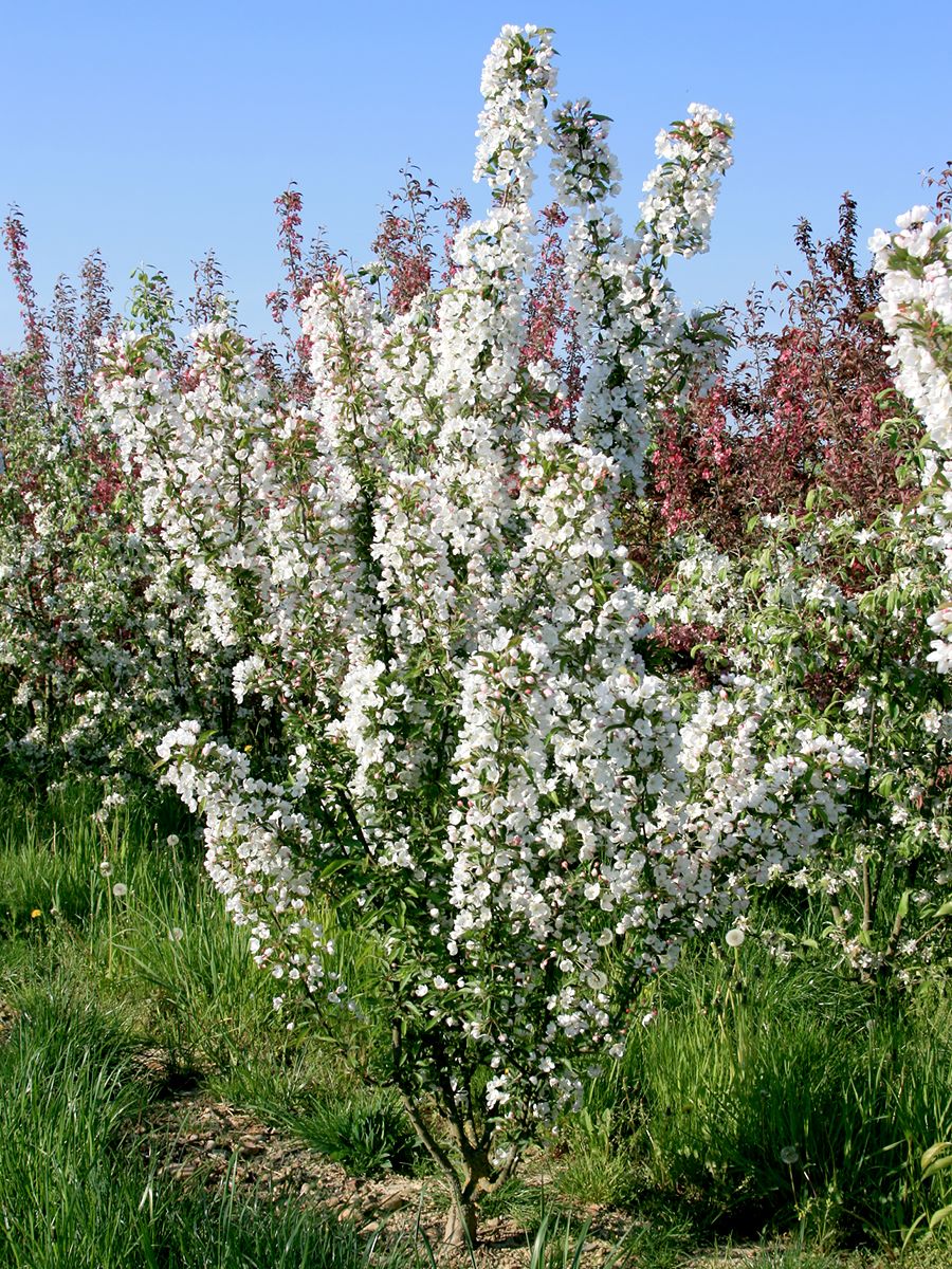 Zierapfel Adirondack Zierapfel Adirondack