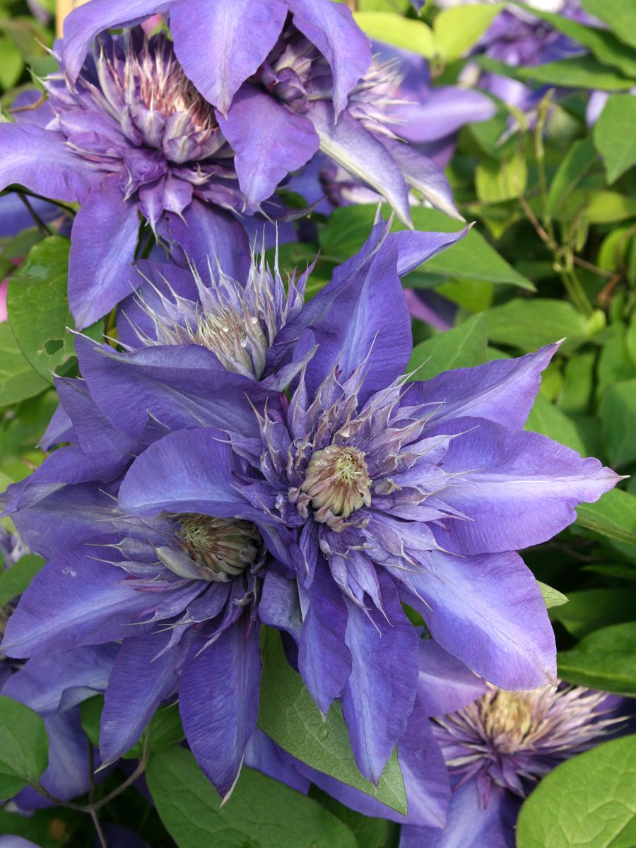Waldrebe Multi Blue