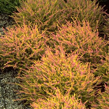 Besenheide Boskoop Besenheide Boskoop