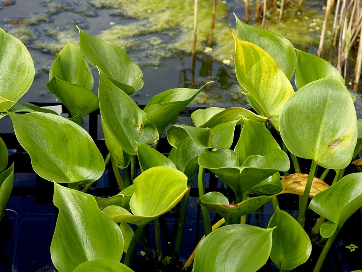 Sumpfkalla, Schlangenwurz