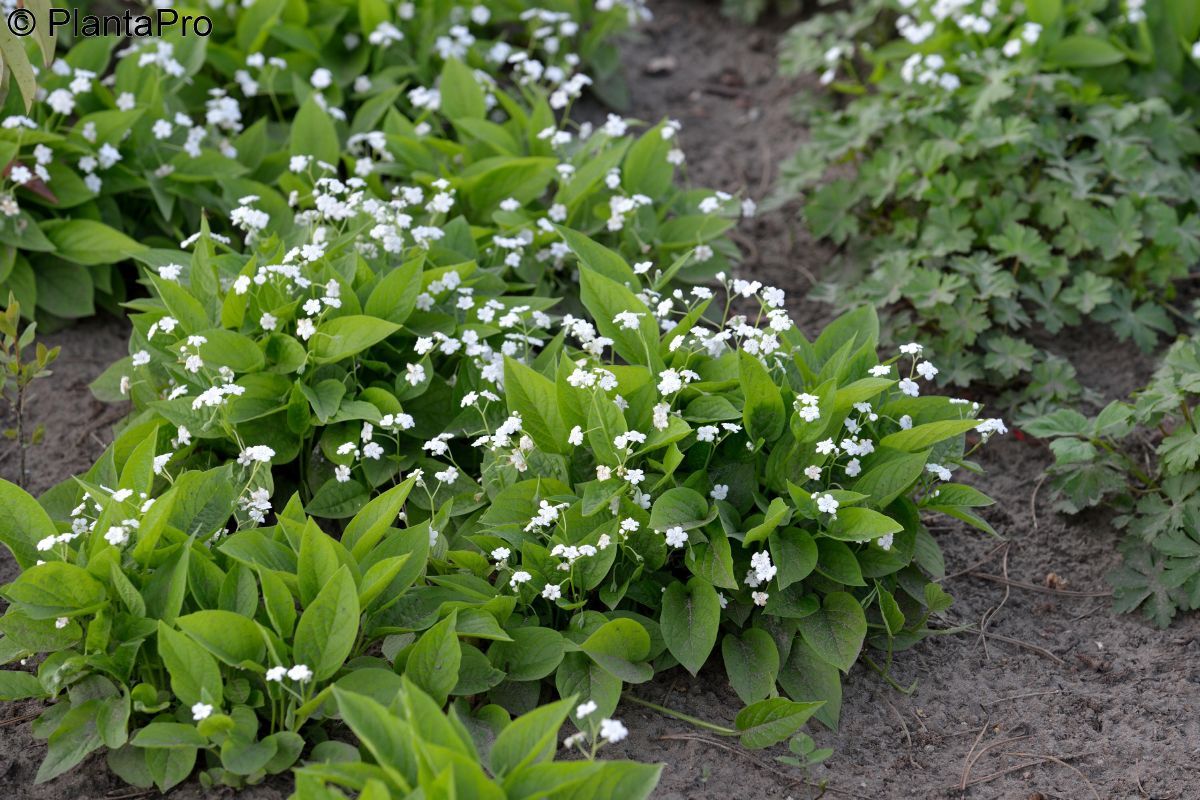 Gedenkemein Alba Gedenkemein Alba